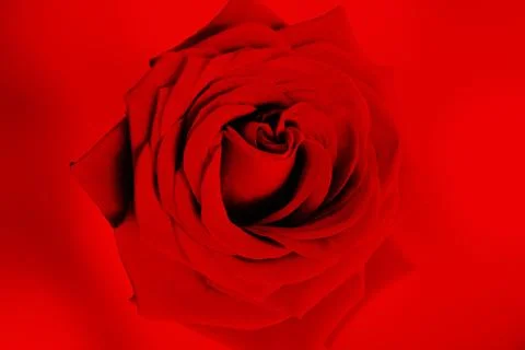 Rose on a red background Stock Photos