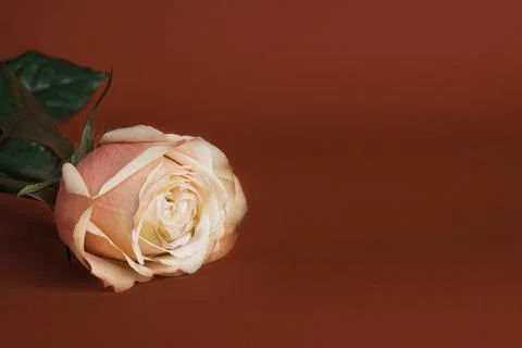 Rose on a red background Stock Photos