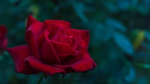 Rose red in the evening closeup Fotos de archivo