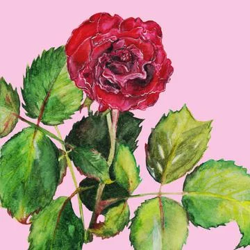 Rose is a red flower Stock Illustration