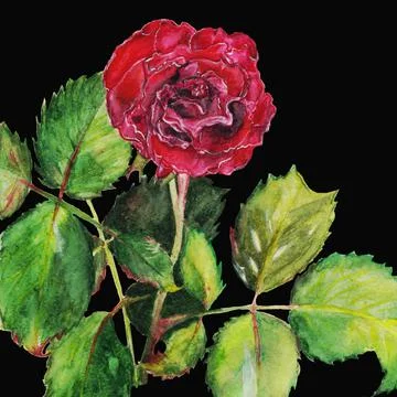 Rose is a red flower Stock Illustration