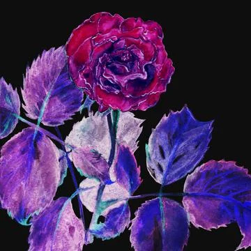 Rose is a red flower Stock Illustration