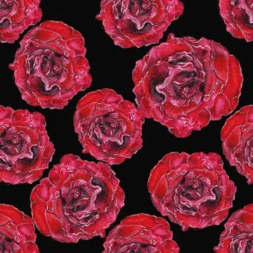 Rose is a red flower Stock Illustration