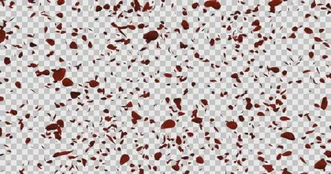 Rose, Red Flower Petals, with Alpha Channel, 4K, Seamless Loop Video stock 67994615