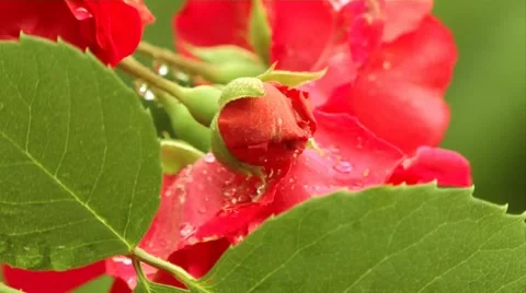 Rose red Stockbeeldmateriaal 5960202