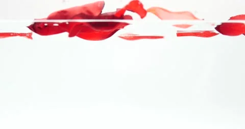 Rose red petals falling slowly through the water isolated on white Video stock 219443365
