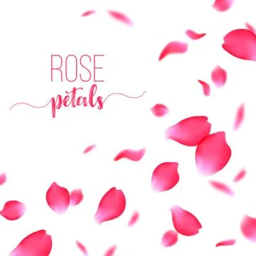 Rose red petals falling on a white background Stock Illustration