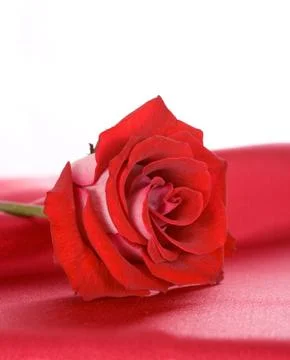 Rose on red silk Stock Photos
