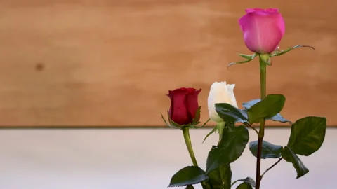 Rose red white pink drops of water light breeze wind Vidéo 232170589