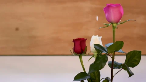 Rose red white pink drops of water light breeze wind Vidéo 232170602