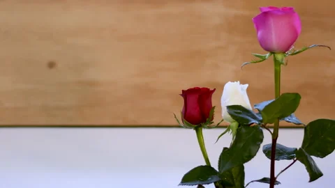 Rose red white pink drops of water light breeze wind Vidéo 232173417