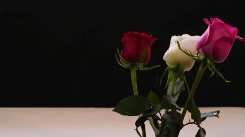 Rose red white pink drops of water light breeze wind Stock Footage 232185117