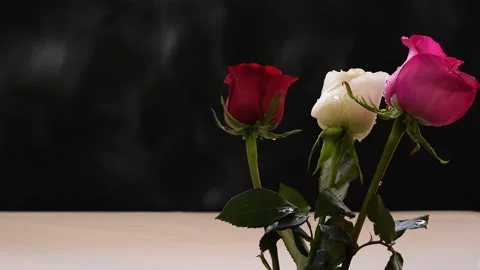 Rose red white pink drops of water light breeze wind Stock Footage 232185414