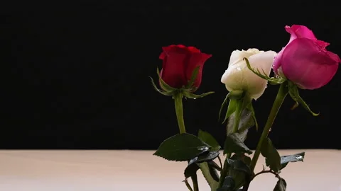 Rose red white pink drops of water light breeze wind Stock Footage 232185447