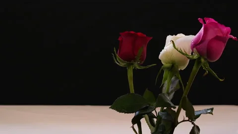 Rose red white pink drops of water light breeze wind Stock Footage 232212169
