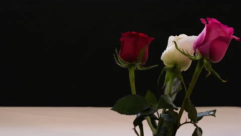 Rose red white pink drops of water light breeze wind Stock Footage 232212288