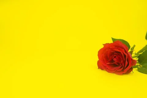 Rose, red on a yellow background. Postcard with place for text. copy space Stock Photos