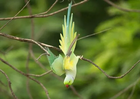 Rose ring parakeet 写真素材