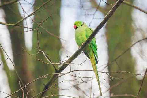 Rose-ringed or ring-necked parakeet Psittacula krameri bird, perched in a for Stock Photos