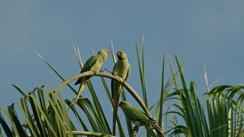 Rose-ringed parakee (Psittacula krameri) or Indian ringneck parrot male feeds a Stock Footage 197659044