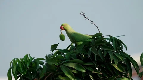 Rose-ringed parakee (Psittacula krameri) or Indian ringneck parrot female Stock Footage 197659267