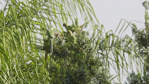 Rose-ringed parakee (Psittacula krameri) or Indian ringneck parrot floack, Stock Footage 197659618