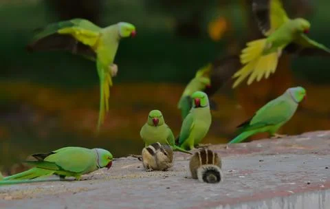 Rose-ringed parakeet, also known as the ring-necked parakeet Stock Photos