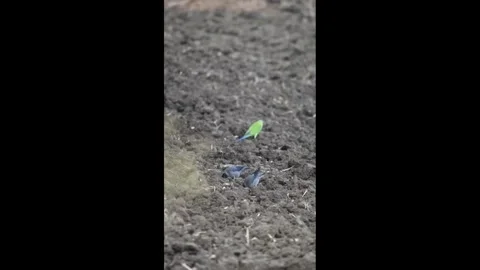 Rose-Ringed Parakeet and Common Myna Foraging on Ploughed Agricultural Field Видео 345110521