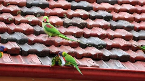 Rose-ringed parakeet and Rainbow Lorikeets drinking fresh rainwater on a 스톡 동영상 134210158