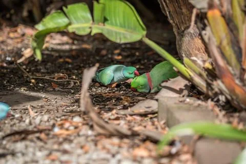 Rose-ringed parakeet and ring-necked parakeet. Stock Photos