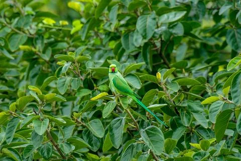 Rose ringed Parakeet on Baniyan tree Stock Photos