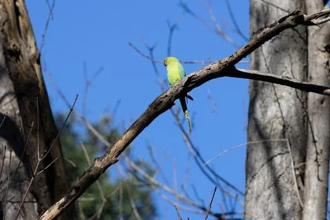 Rose-ringed parakeet on a bare branch against blue sky Stock Photos