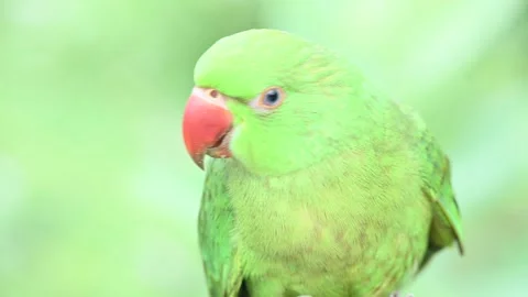 Rose-ringed parakeet bird. 스톡 동영상 341254241