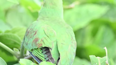 Rose-ringed parakeet bird. Видео 341254242