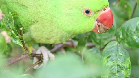 Rose-ringed parakeet bird. Видео 341254243