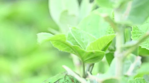 Rose-ringed parakeet bird. Видео 341254292