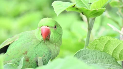 Rose-ringed parakeet bird. Видео 341254374