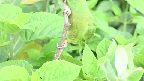 Rose-ringed parakeet bird. Vídeo Stock 341254394