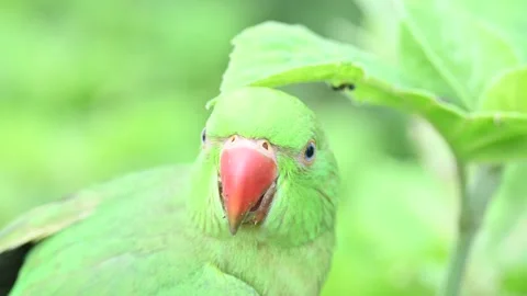 Rose-ringed parakeet bird. Видео 341254412