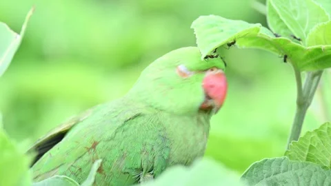 Rose-ringed parakeet bird. Видео 341254468
