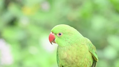 Rose-ringed parakeet bird. Видео 341254472