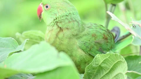 Rose-ringed parakeet bird. Видео 341254706