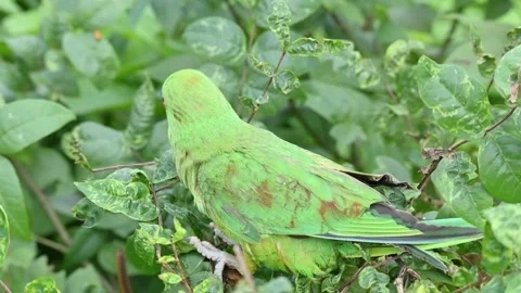 Rose-ringed parakeet bird. Видео 341254707