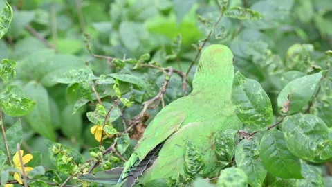 Rose-ringed parakeet bird. Видео 341254747