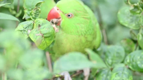 Rose-ringed parakeet bird. Видео 341254765