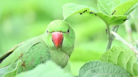 Rose-ringed parakeet bird. Видео 341254795