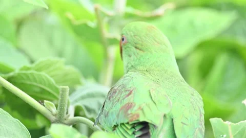 Rose-ringed parakeet bird. Видео 341254903