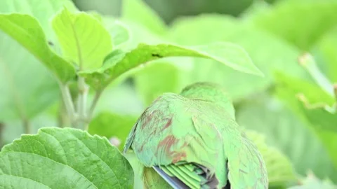 Rose-ringed parakeet bird. Видео 341254973