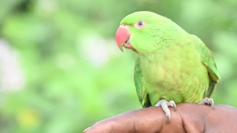 Rose-ringed parakeet bird. Видео 341255037