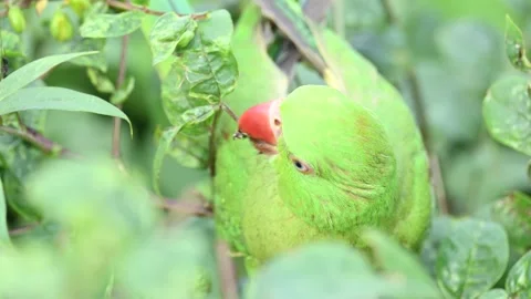 Rose-ringed parakeet bird. Видео 341255122